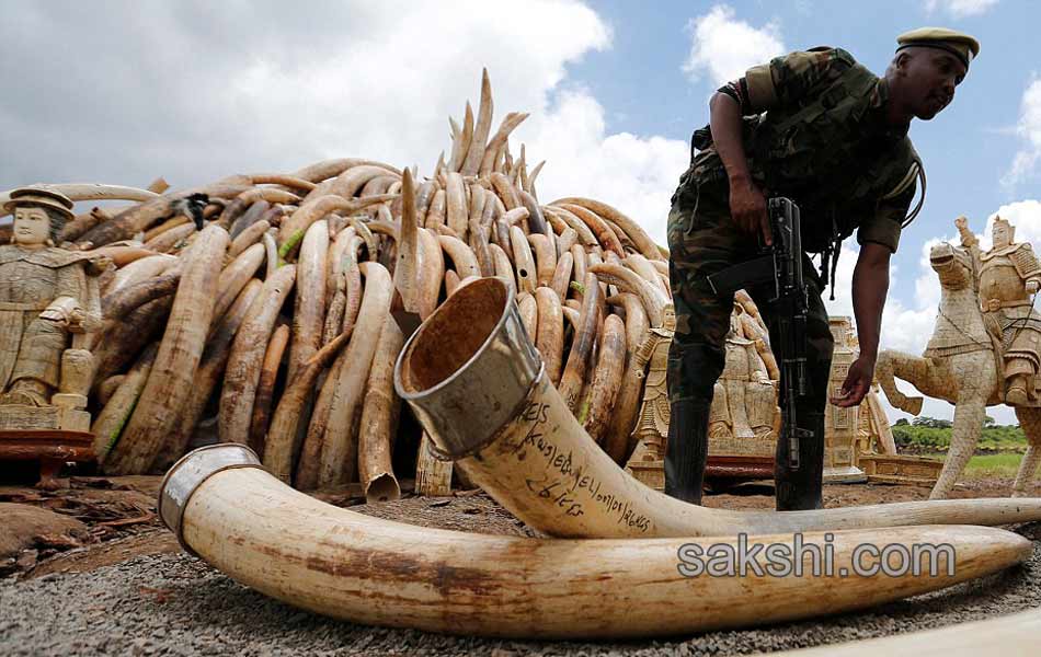 Kenya Burns Elephant Ivory Worth 105 Million to Defy Poachers13