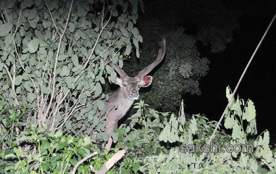 cheetah wandering in tirumala1