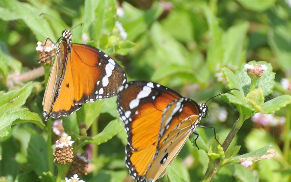 beautiful butterflies - Sakshi5