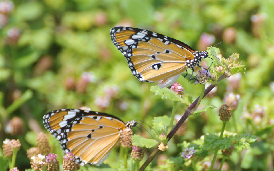 beautiful butterflies - Sakshi7