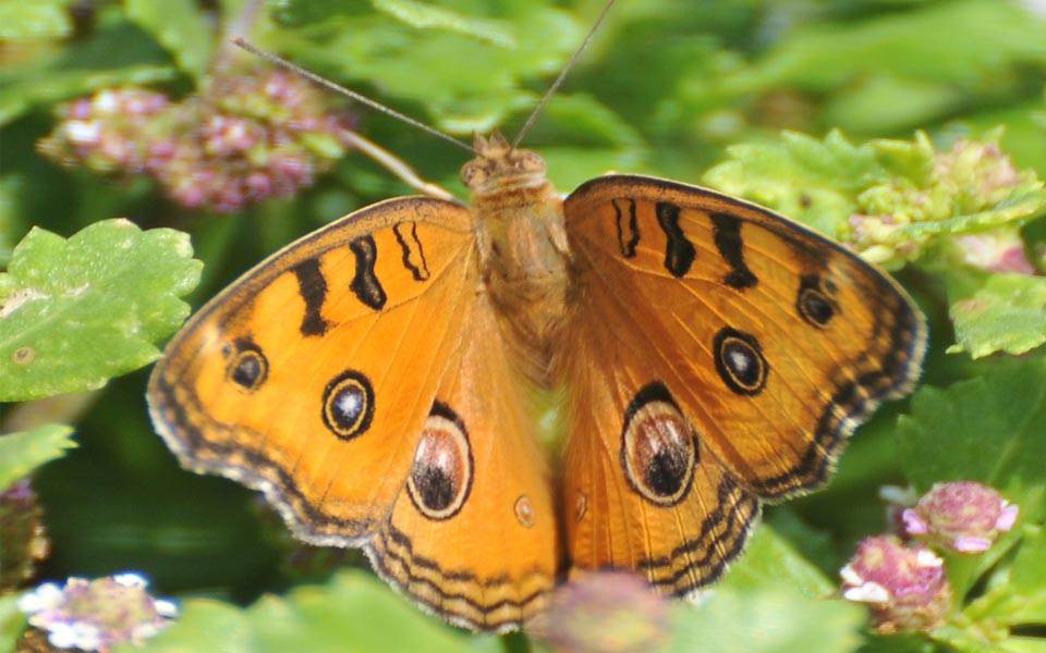 beautiful butterflies - Sakshi11