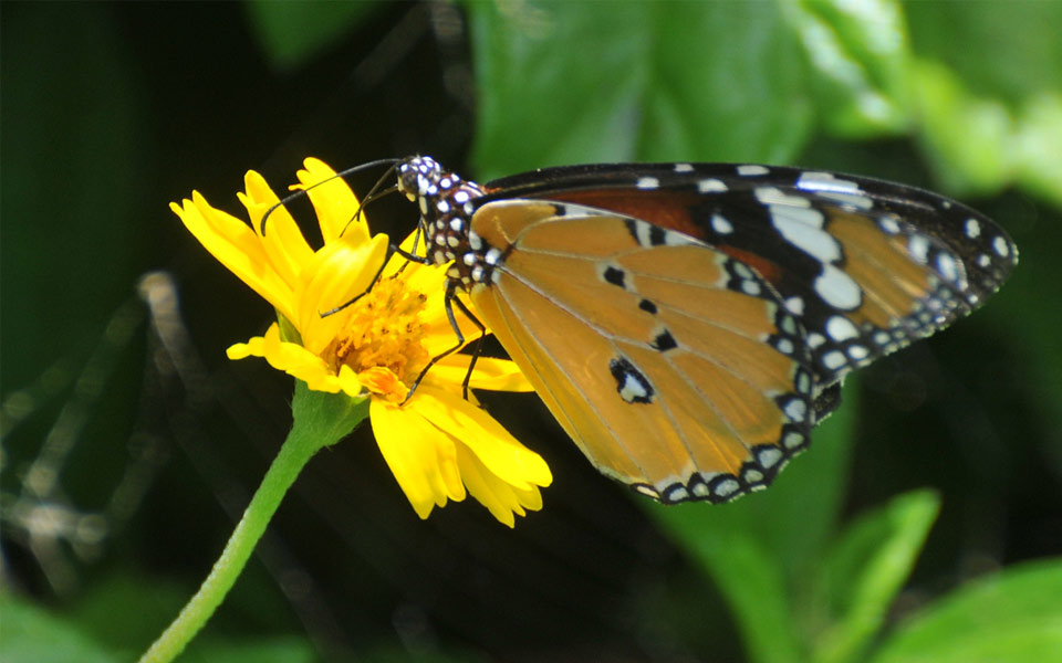 beautiful butterflies - Sakshi12