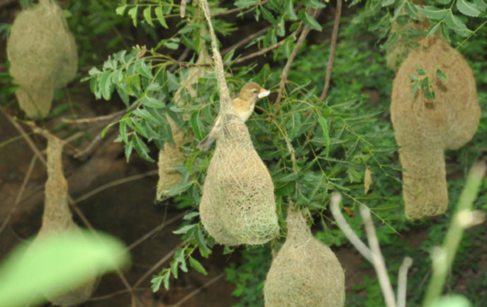 Grosbeak skills in nest construction1