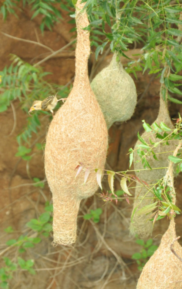 Grosbeak skills in nest construction6