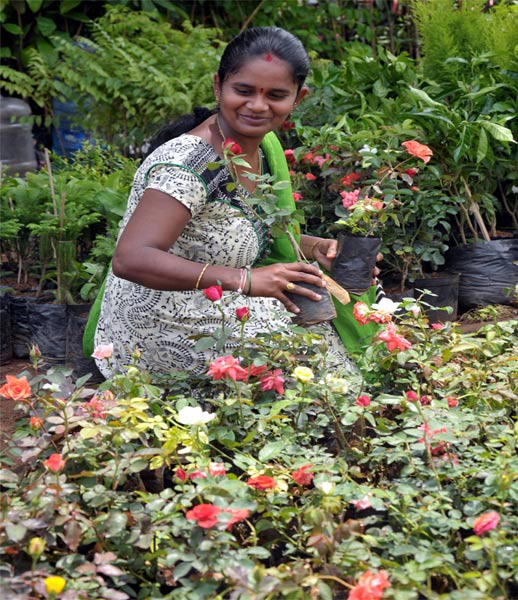 Kadiyam nurseries at Nellore - Sakshi5