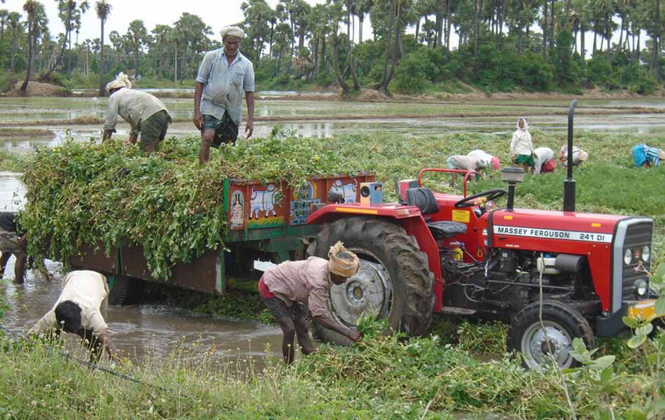 heavy rains swalloed fields - Sakshi1