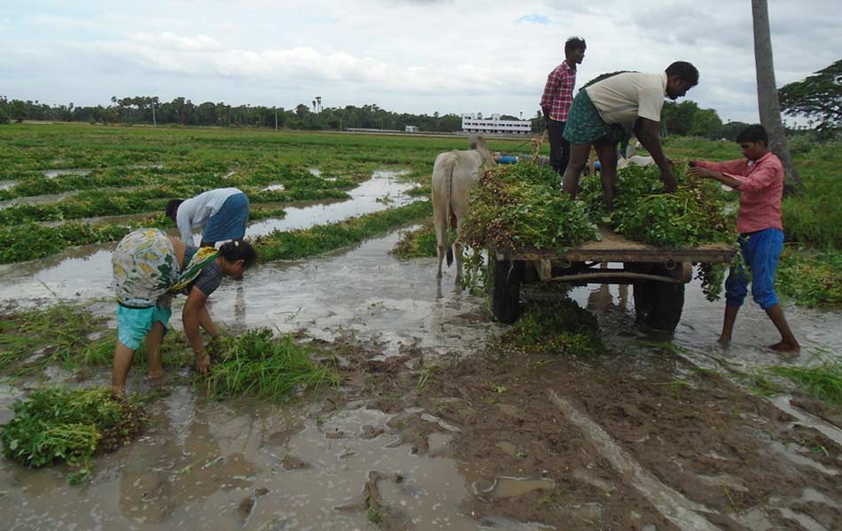 heavy rains swalloed fields - Sakshi4