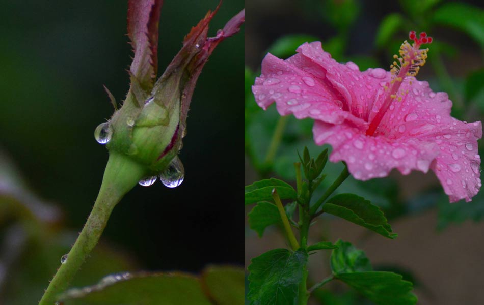 rain and flower 1