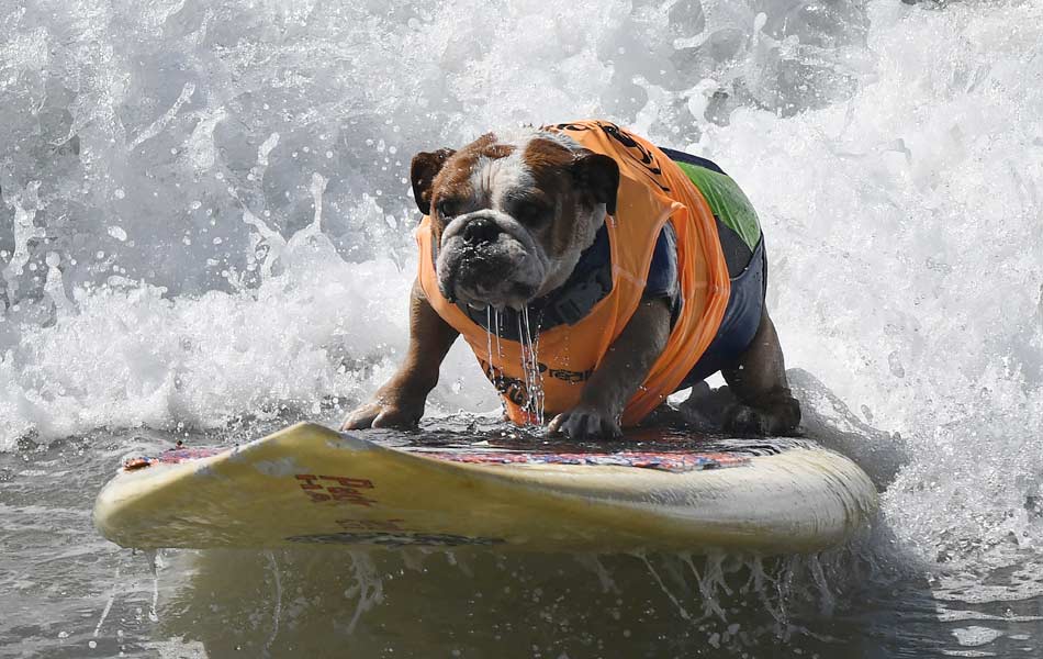 Surf Dog event - Sakshi4