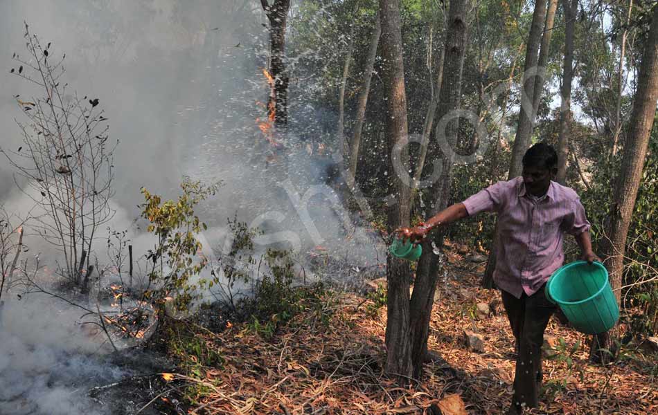 fire accident at tirumala seshachalam forest - Sakshi10