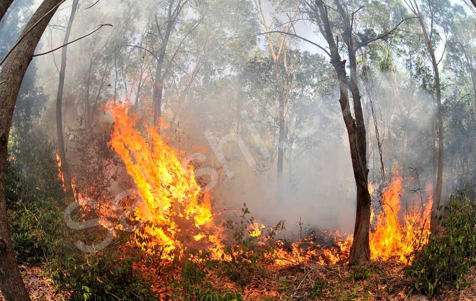 fire accident at tirumala seshachalam forest - Sakshi11