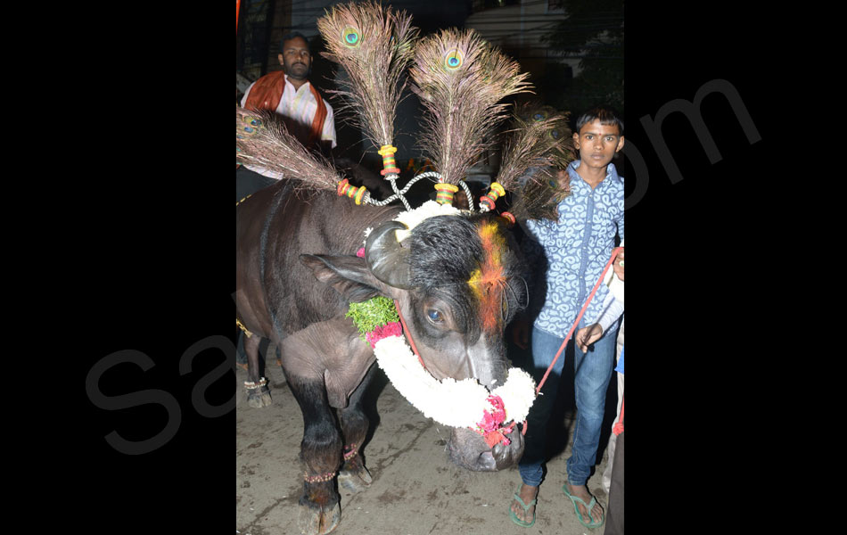 sadar festival in Khairthabad16