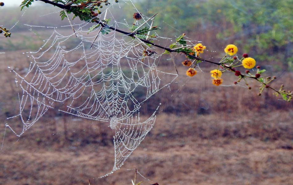 Pearl canopy6