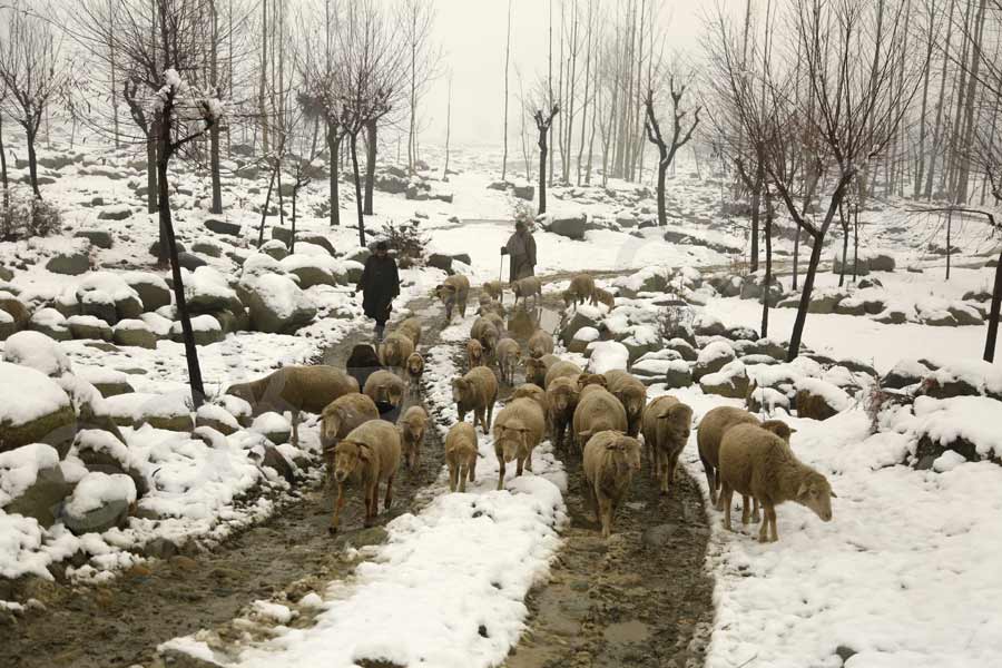 snowfall at North India attracts tourists31