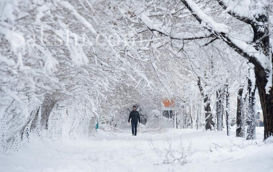 snow laden trees in Kabul6