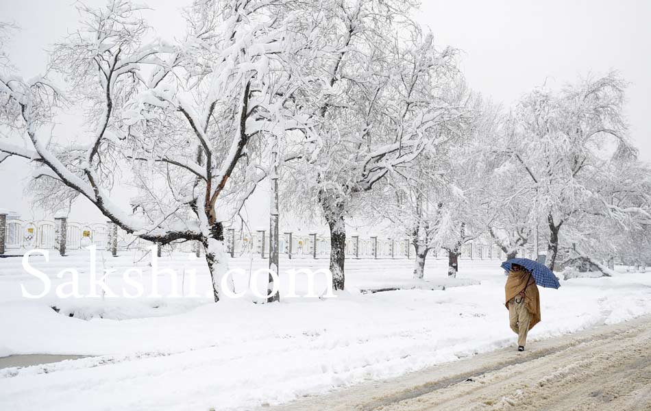 snow laden trees in Kabul10