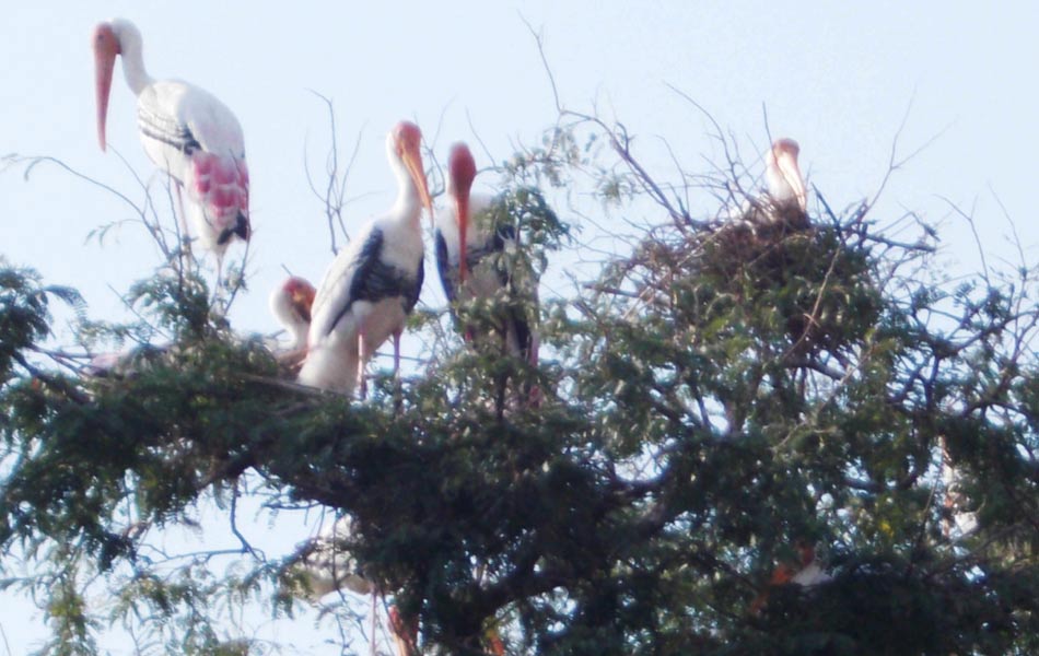 foreign birds in allagadda1