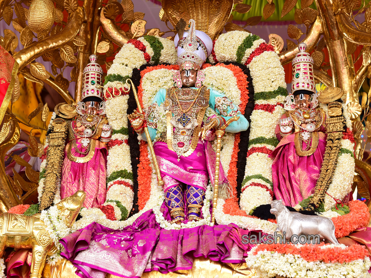 kalpavriksha vahanam 4th day of srivari brahmotsavam6