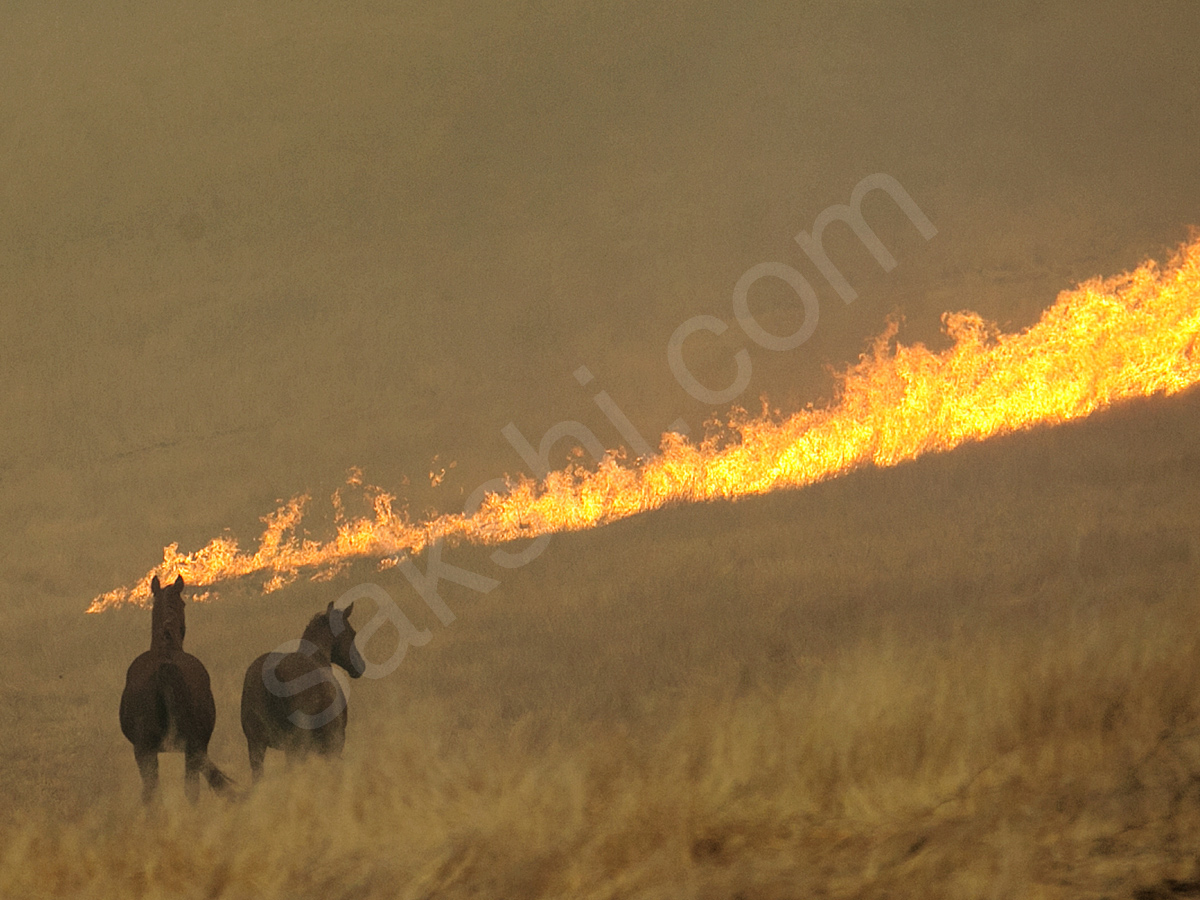 California Wildfires7