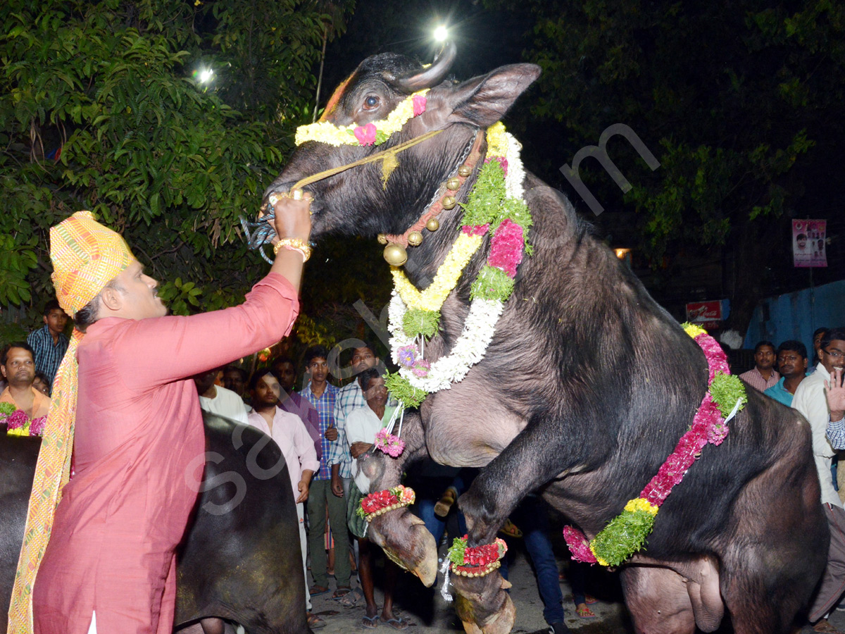 Sadar Festival Celebrations In Hyderabad  - Sakshi2