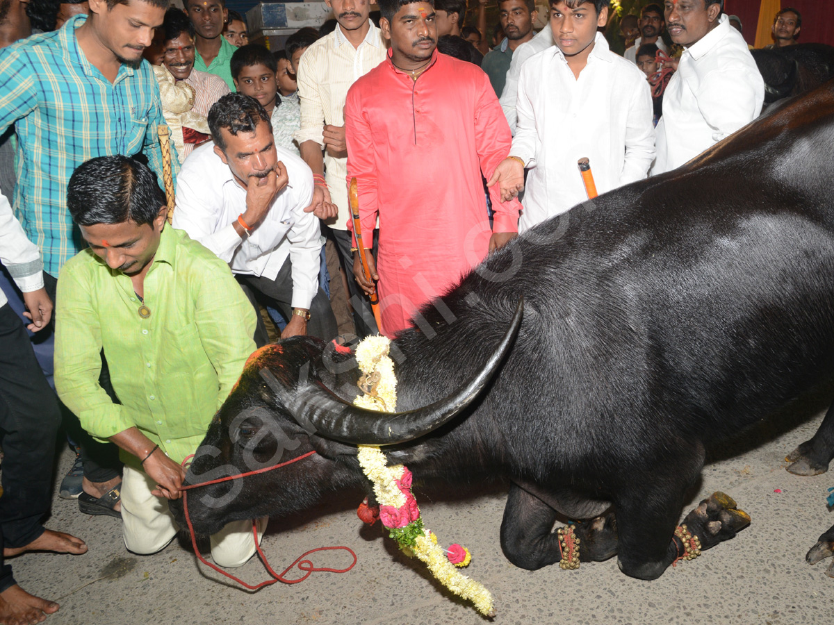 Sadar Festival Celebrations In Hyderabad  - Sakshi12