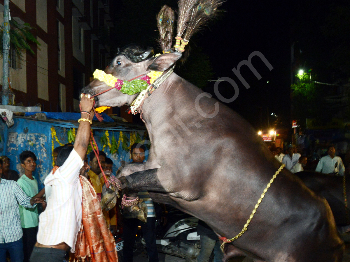 Sadar Festival Celebrations In Hyderabad  - Sakshi14