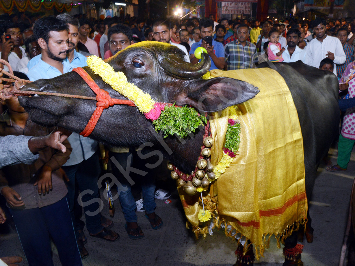 Sadar Festival Celebrations In Hyderabad  - Sakshi4