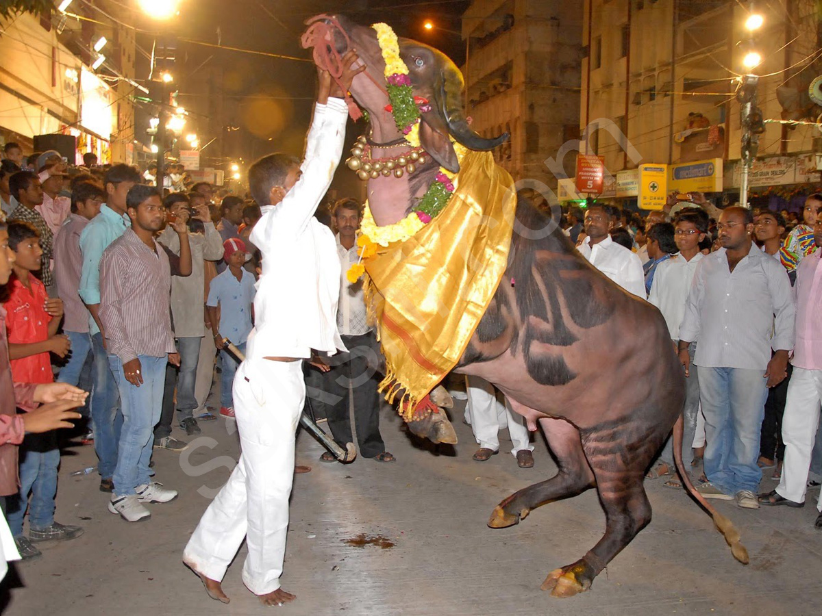 Sadar Festival Celebrations In Hyderabad  - Sakshi1