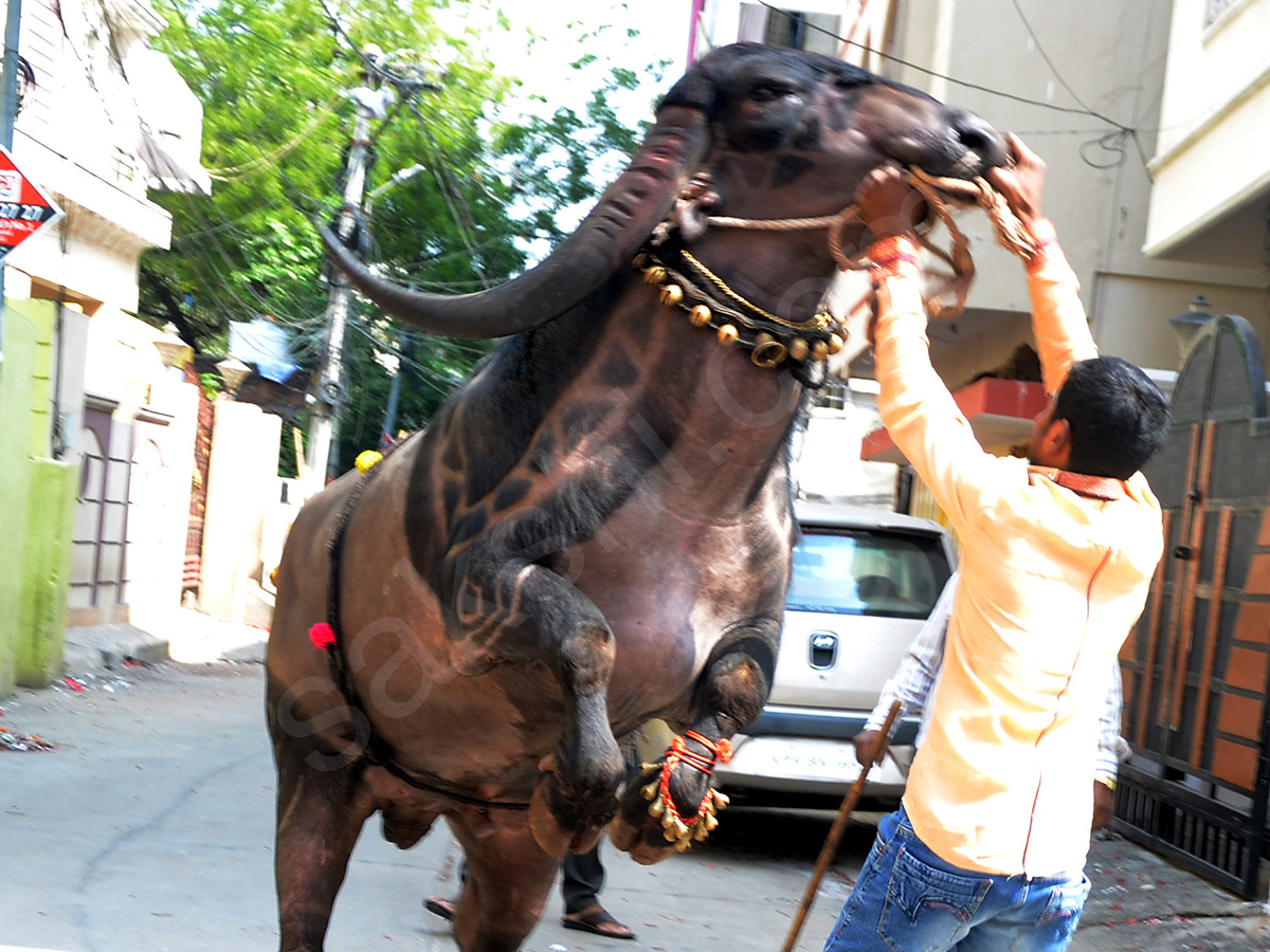 best photography in sakshi - Sakshi14