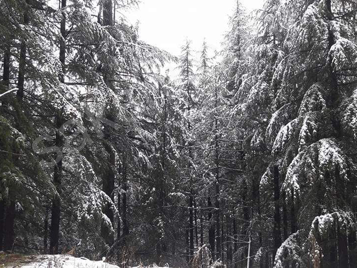 snowfall in himachal pradesh - Sakshi24