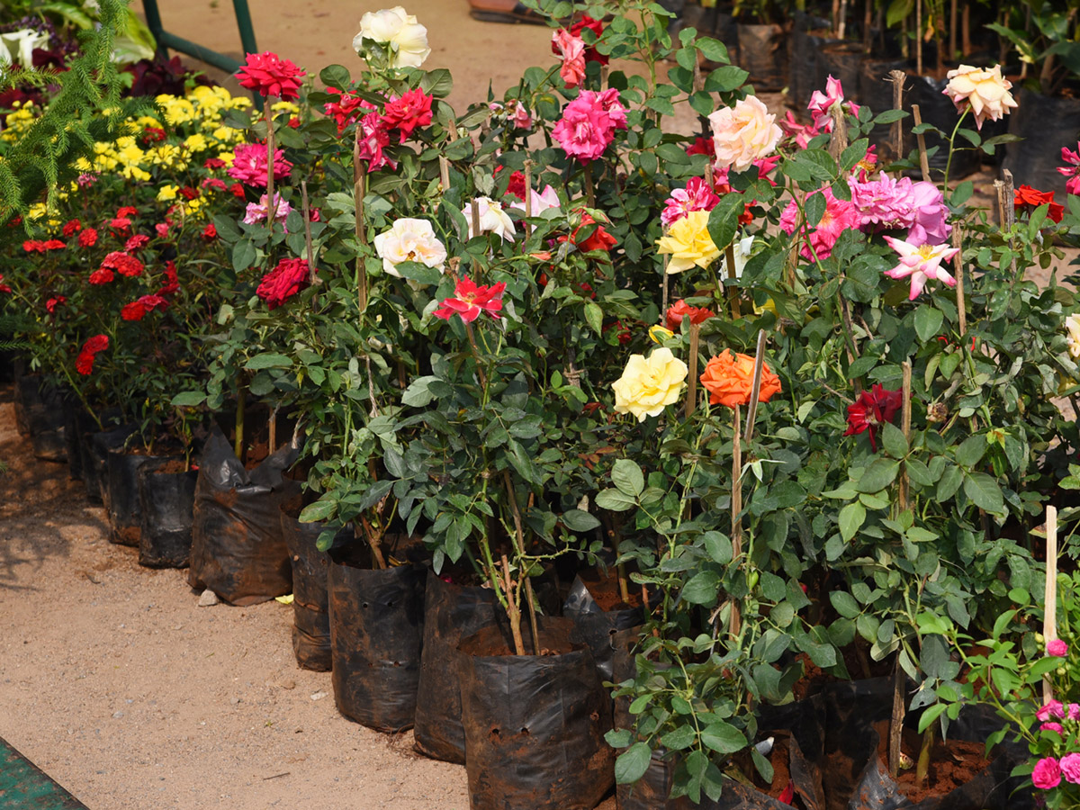 National rose show from in Vijayawada - Sakshi13