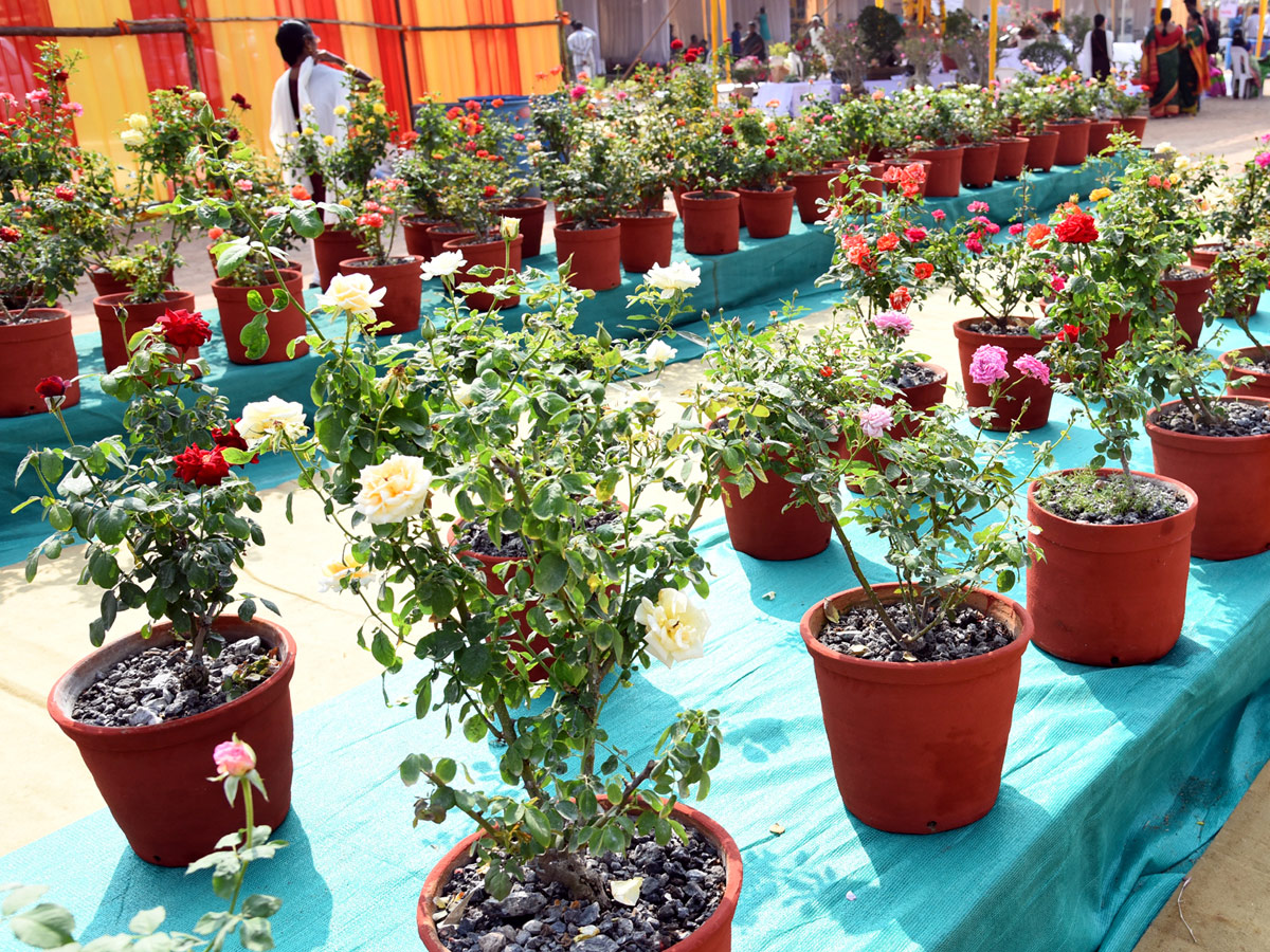 National rose show from in Vijayawada - Sakshi14