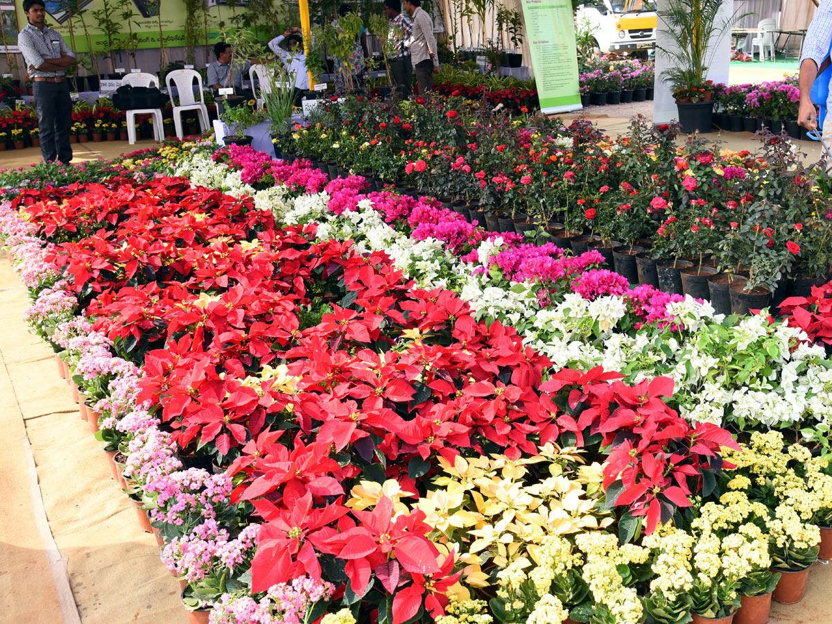 National rose show from in Vijayawada - Sakshi19