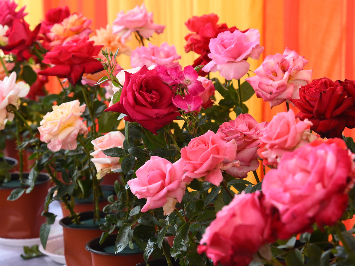 National rose show from in Vijayawada - Sakshi3