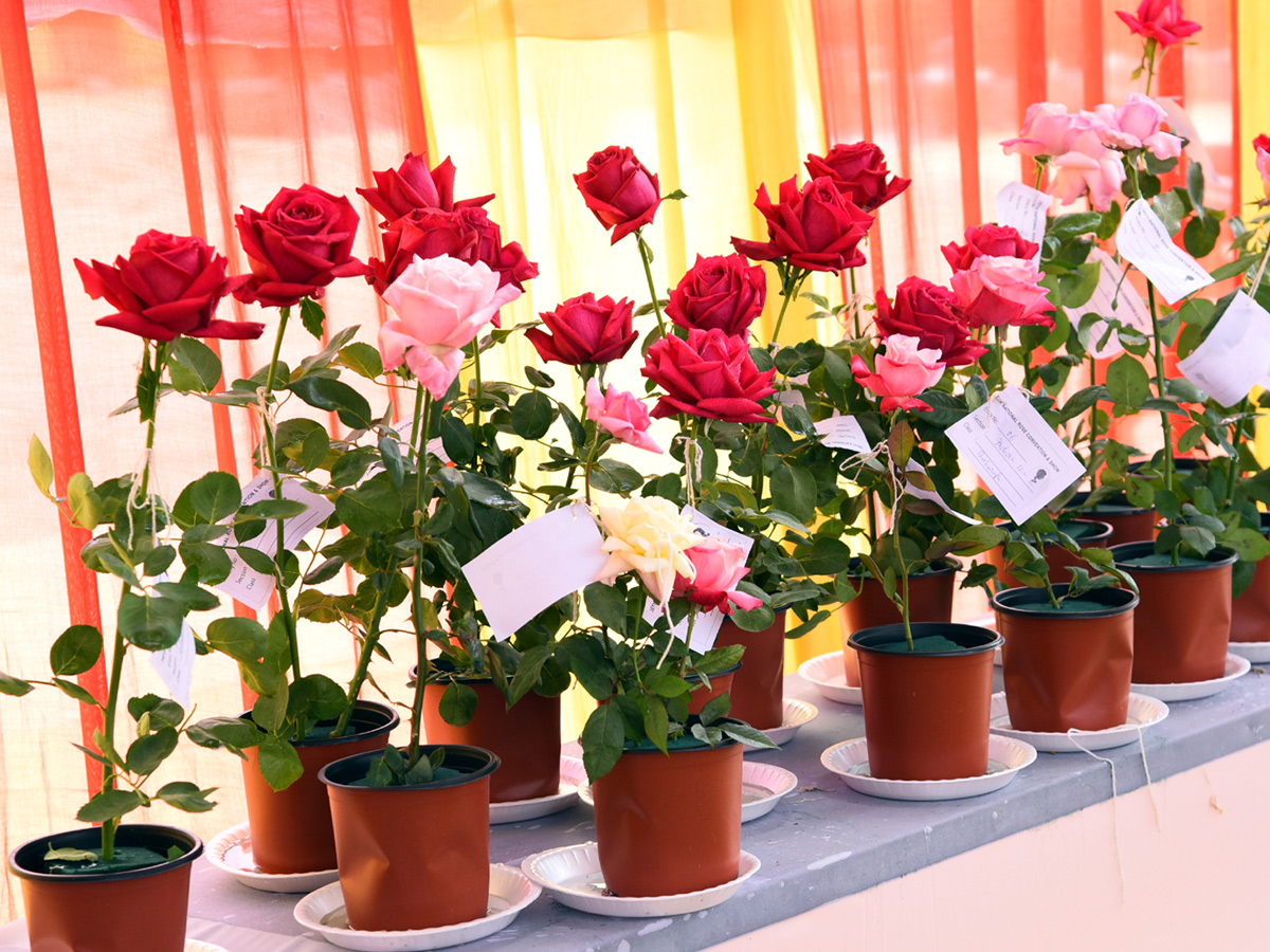 National rose show from in Vijayawada - Sakshi7