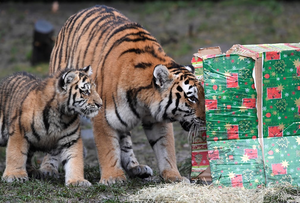  animals celebrating Christmas in pictures - Sakshi6