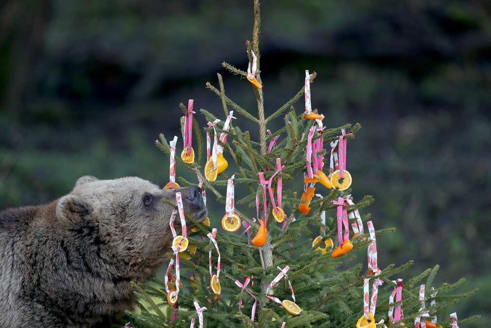  animals celebrating Christmas in pictures - Sakshi9