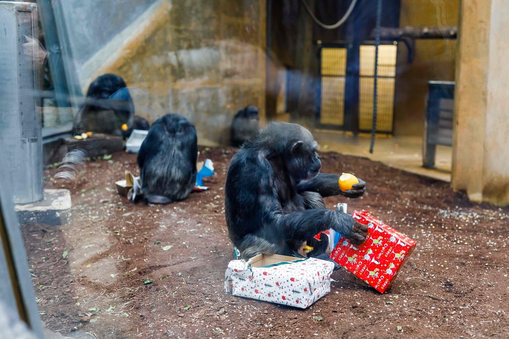  animals celebrating Christmas in pictures - Sakshi12