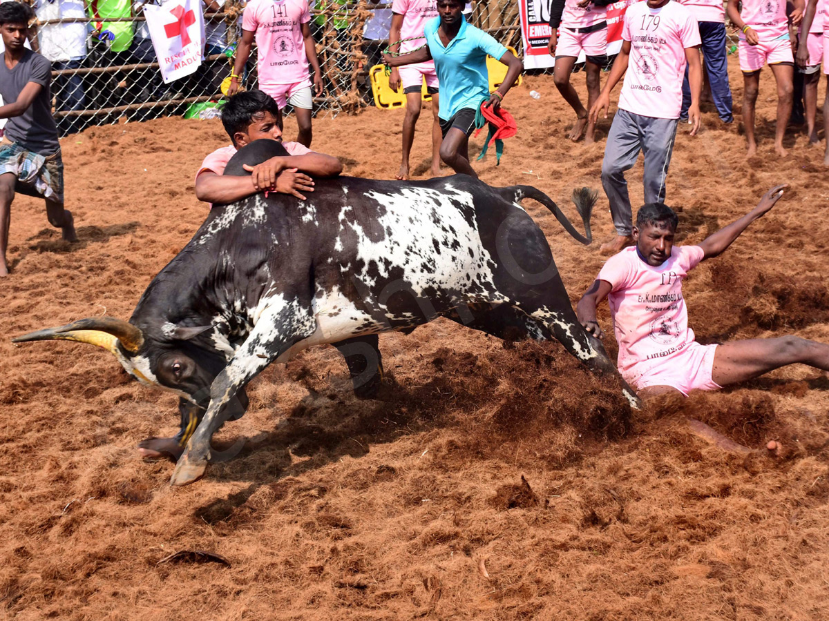 Jallikattu held in Madurai as part of Pongal - Sakshi6