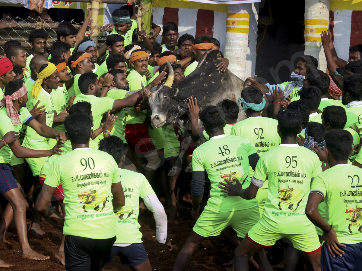 Jallikattu held in Madurai as part of Pongal - Sakshi9