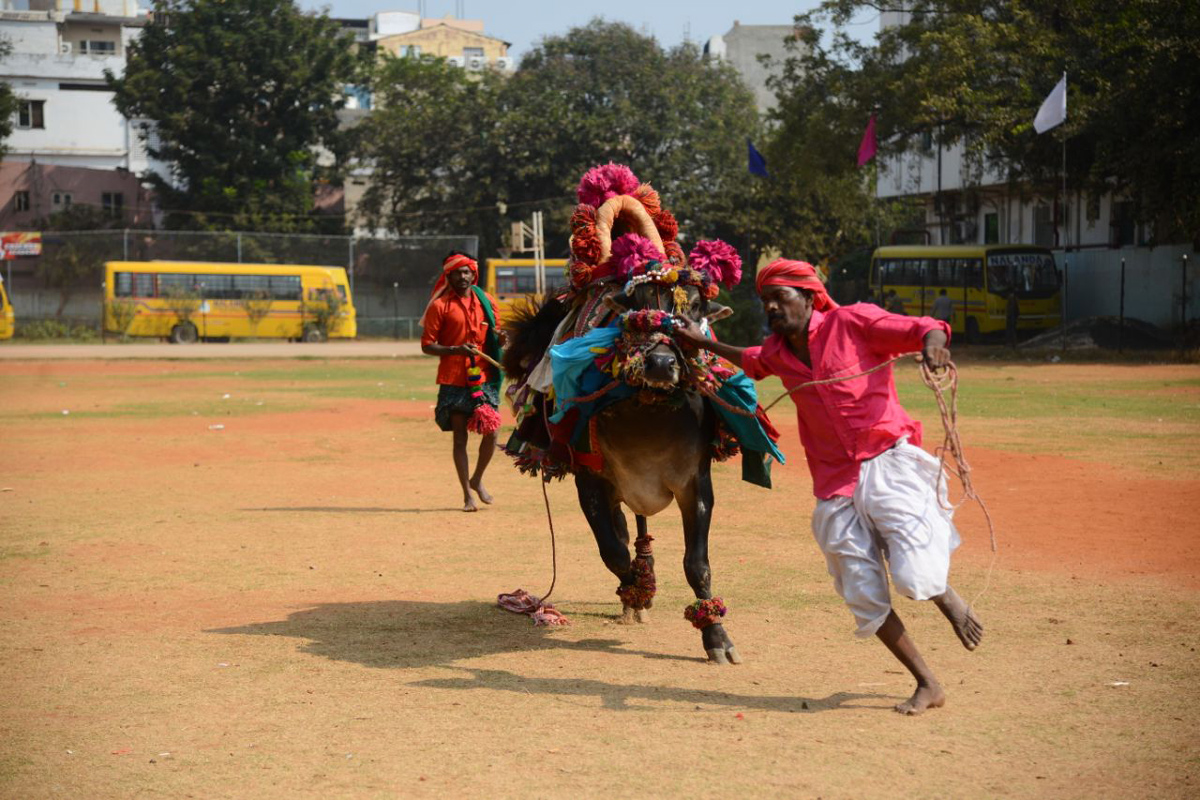 sankranti sambaralu in vijayawada - Sakshi5