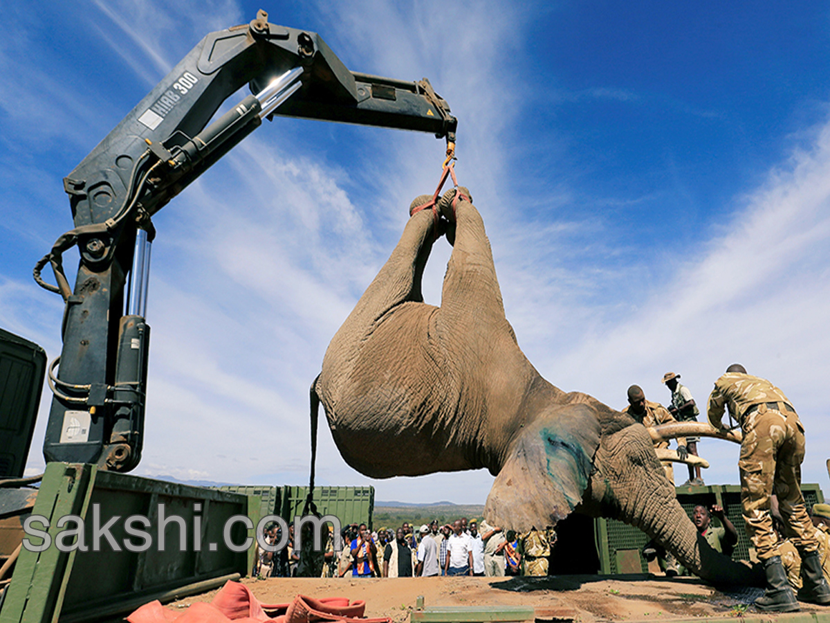 Kenya hauls tuskers aloft in move to reduce human-wildlife conflicts - Sakshi1