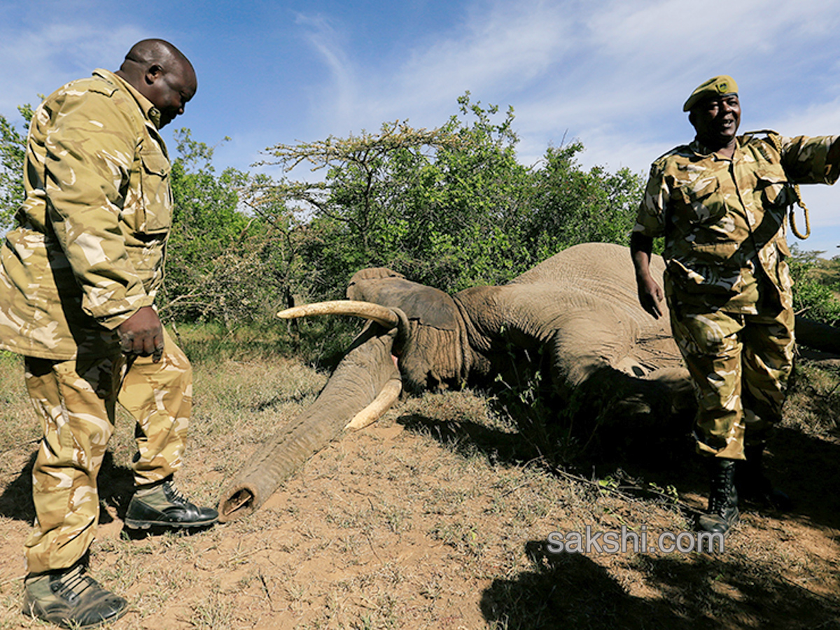 Kenya hauls tuskers aloft in move to reduce human-wildlife conflicts - Sakshi11