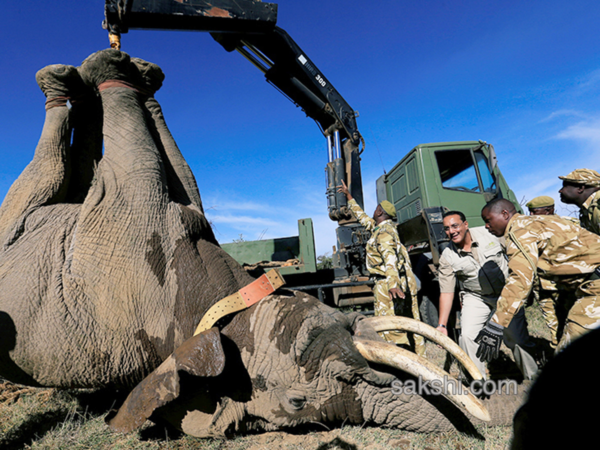 Kenya hauls tuskers aloft in move to reduce human-wildlife conflicts - Sakshi13