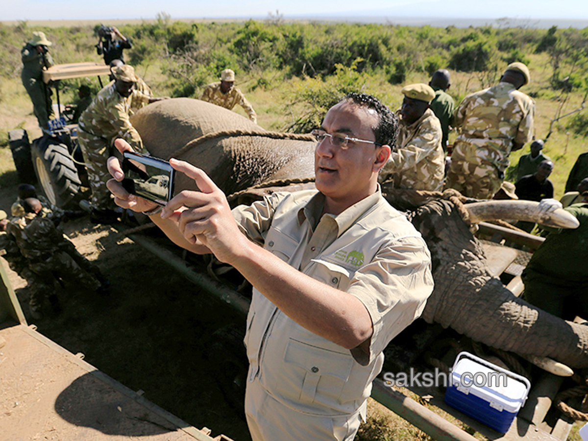 Kenya hauls tuskers aloft in move to reduce human-wildlife conflicts - Sakshi3