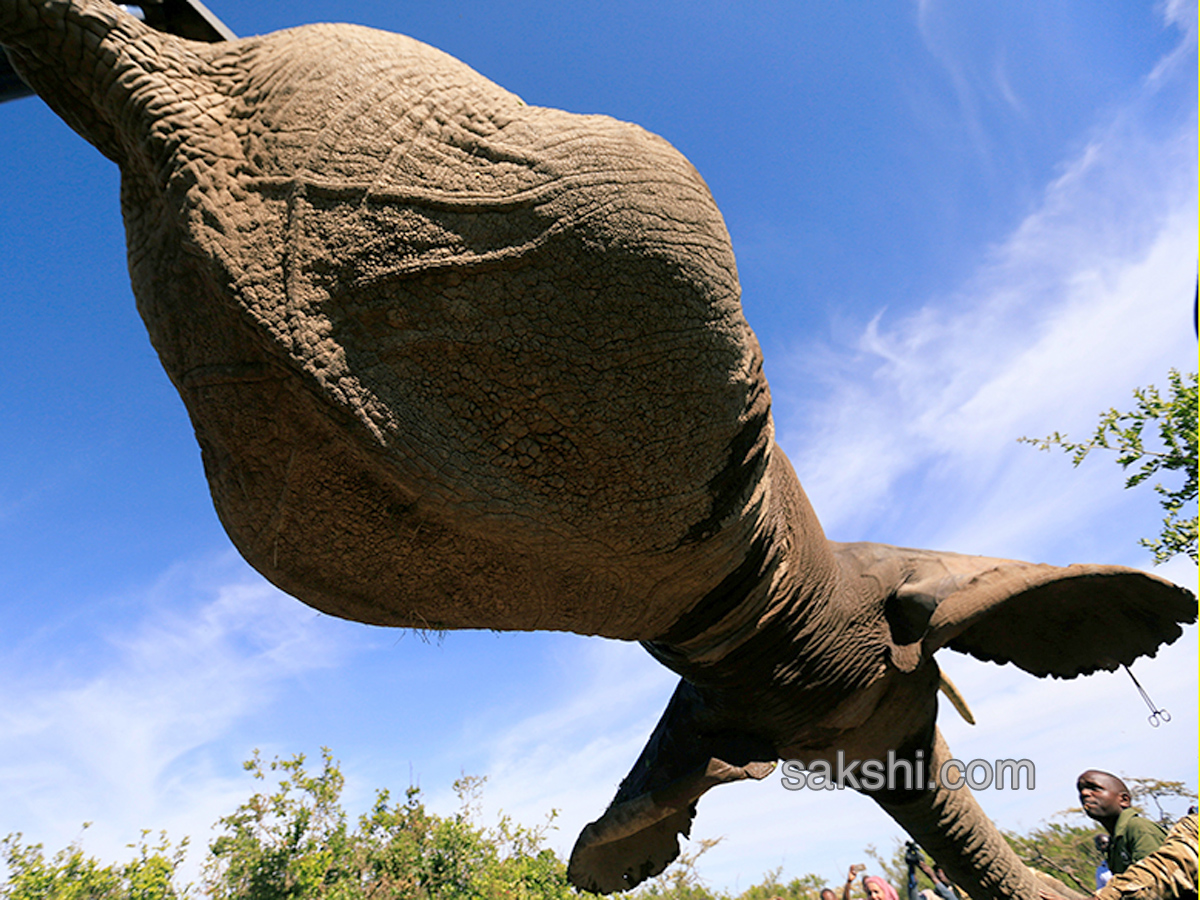 Kenya hauls tuskers aloft in move to reduce human-wildlife conflicts - Sakshi5