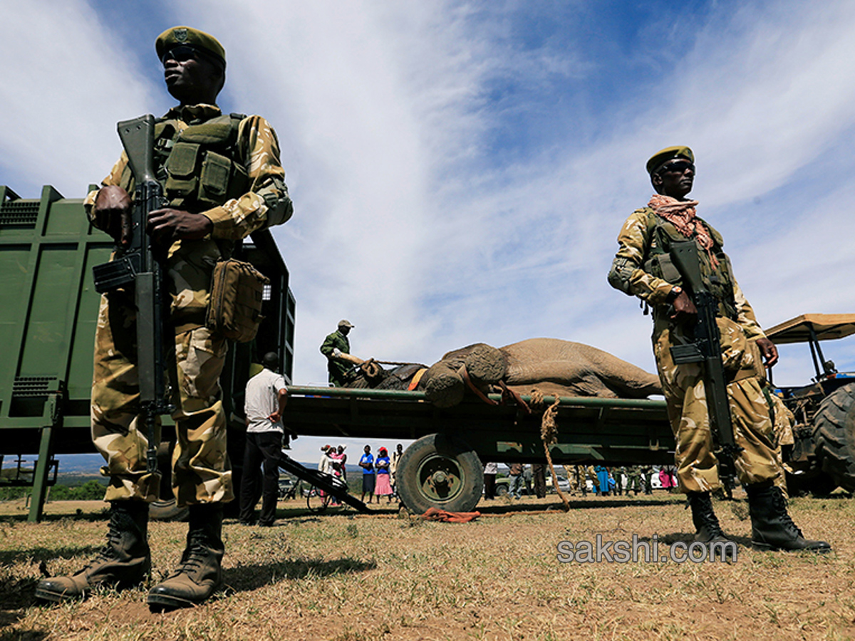 Kenya hauls tuskers aloft in move to reduce human-wildlife conflicts - Sakshi6