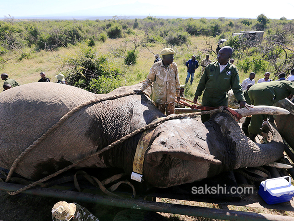 Kenya hauls tuskers aloft in move to reduce human-wildlife conflicts - Sakshi7