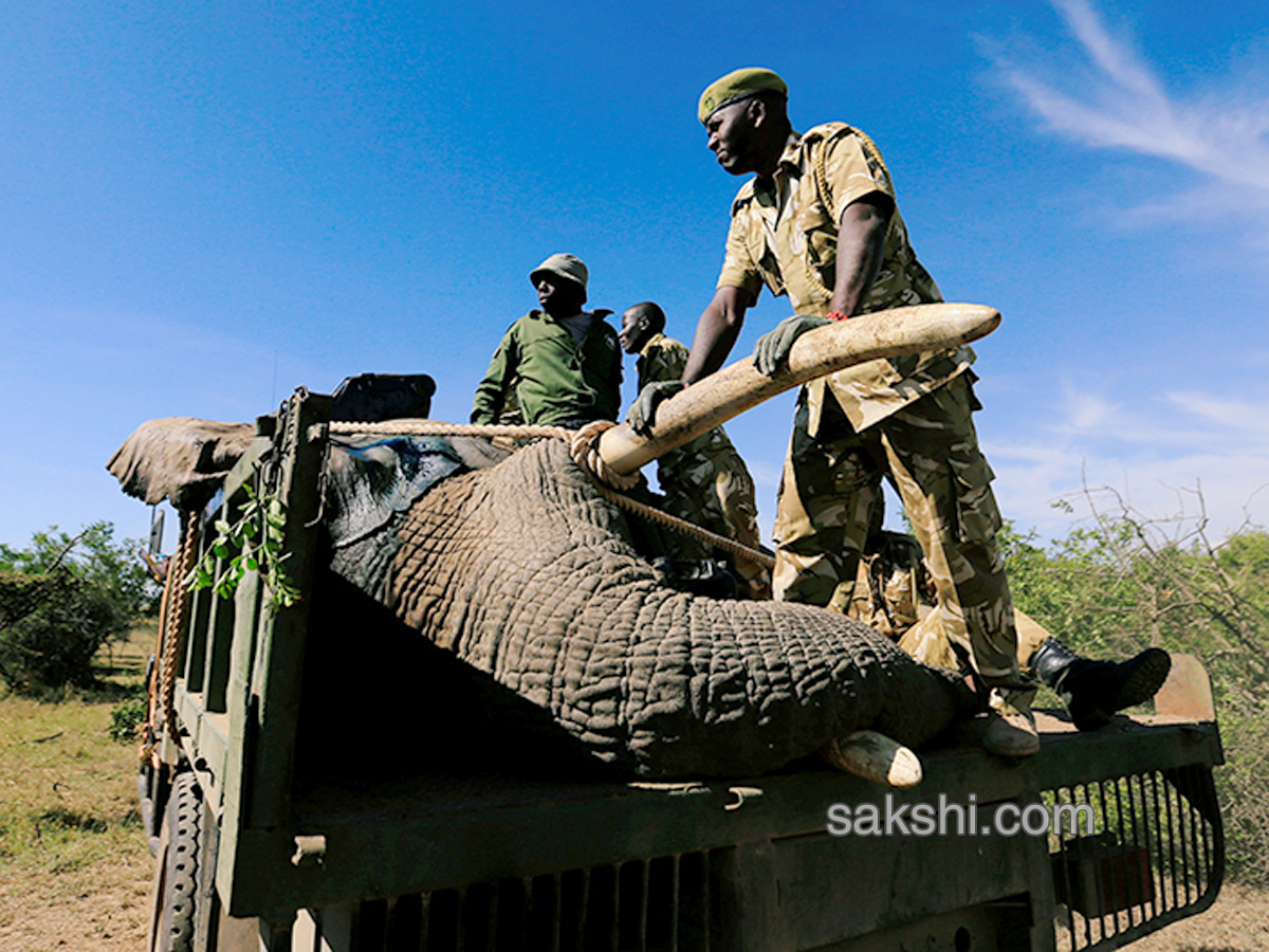 Kenya hauls tuskers aloft in move to reduce human-wildlife conflicts - Sakshi9