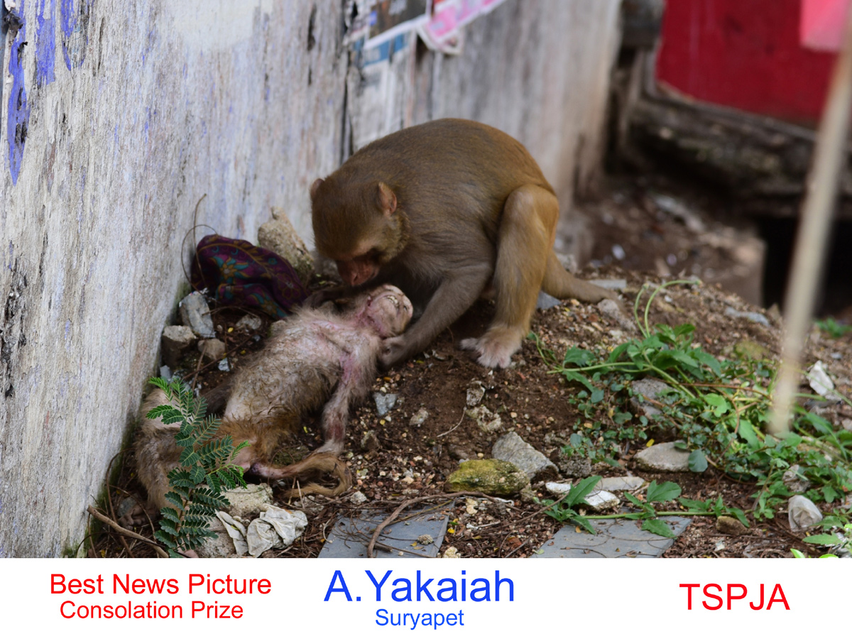 World Photography Day Awards To Sakshi Photographers - Sakshi19